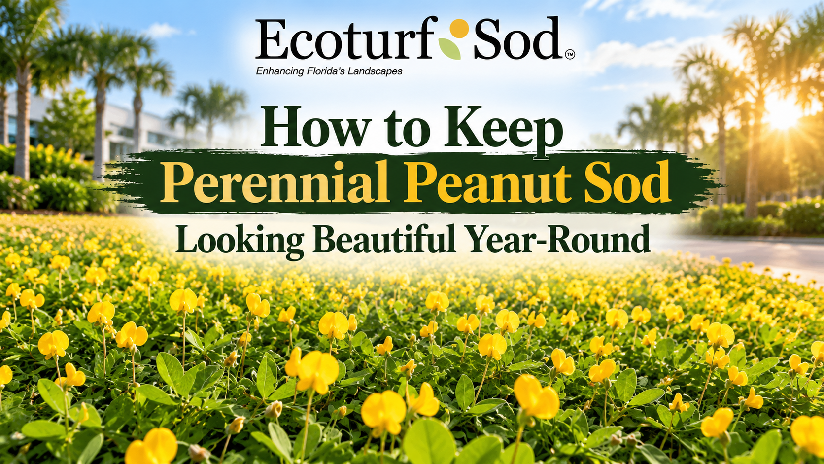 keeping your sod healhty and good looking year around